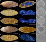 Parasitoid biology preserved in mineralized fossils Nature C